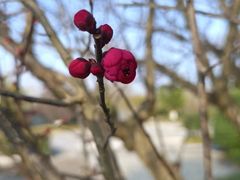 -云里小坐·小院里·团建·宴请·下午茶(三圣乡店)