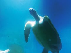 -广东惠东海龟国家级自然保护区