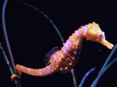 -西雅图水族馆