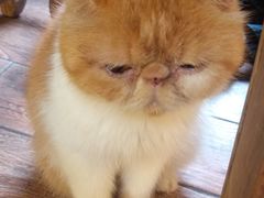 -more than meow吴止猫主题餐厅(承德 中船汇店)