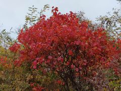 -北京西山国家森林公园