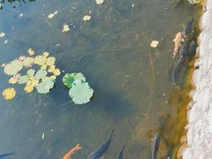 -北京民族园葉子里酒店(鸟巢店)