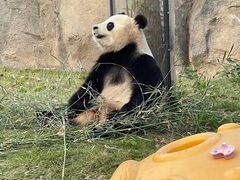 -上海野生动物园