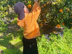 -前小桔亲子创意农场·草莓采摘·露营烧烤