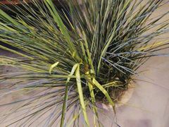 -绿茶餐厅(燕郊永旺店)