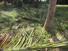 -创味·民间海南菜·非遗藤桥排骨(藤桥·免税城店)