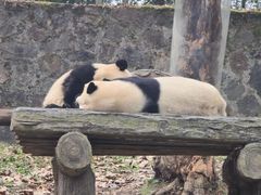 -都江堰中华大熊猫苑