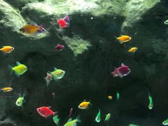 -苏州海洋馆