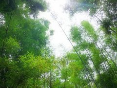 -苏家围·东江画廊旅游景区