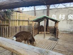 -乌村