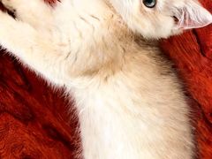 -欣宠猫屋·矮脚拿破仑·蓝金金渐层