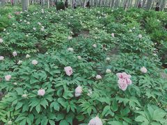 -仁和公园(顺义区)