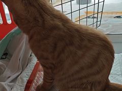 -纳吉亚猫专科动物医院·北北分院
