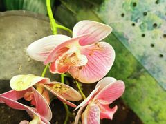 -上海大自然野生昆虫馆(东方明珠·爬宠昆虫探索中心)