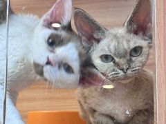 -猫十亿·布偶金渐层·曼基康矮脚猫舍(青年路店)