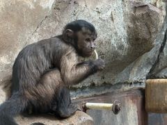 -石家庄市动物园