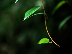 -祁门牯牛降观音堂风景区