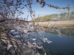 -桃花堤公园
