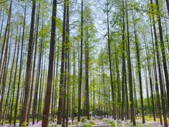 -黄海国家森林公园