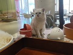 -藏猫猫咖啡主题馆(中央大道店)