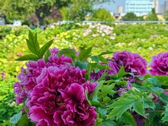 -曹州百花园