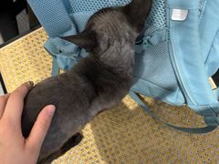 -琪喵猫屋·撸猫猫咖·猫舍