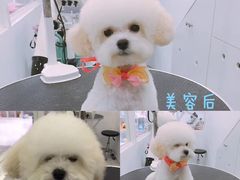 美容图-BABYDOG宝贝狗宠物乐园(欧洲城店)