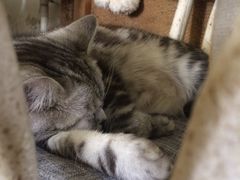 -海边的猫和咖啡馆