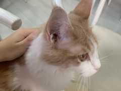 -喵的天空名猫咖啡馆·撸猫·猫舍·用品