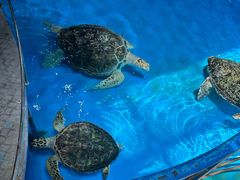 -泉城欧乐堡海洋极地世界