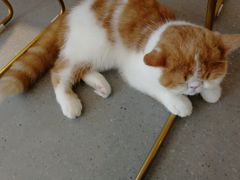 -飞行喵MR PILOT|猫舍·猫咖(静安大融城店)