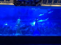 -成都浩海立方海洋公园