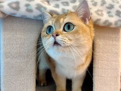 -猫咪派对(江南西店)