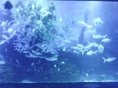 -江和美海洋公园