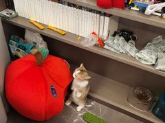 -momokira米努特·德文卷毛猫·棉花面纱犬