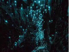 -怀托摩萤火虫洞