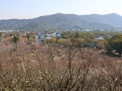 -香雪海