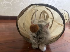 -观音桥步行街