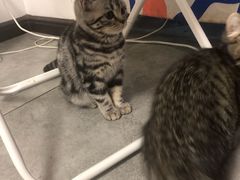 -团子家猫咪猫咖馆·柯基·柯尔鸭
