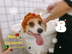 -BABYDOG宝贝狗宠物乐园(欧洲城店)