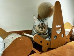 -有猫主题·治愈系猫咖(曾厝垵店)