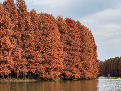 -上海海湾国家森林公园
