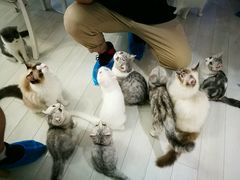 -喵的天空名猫咖啡馆·撸猫·猫舍·用品