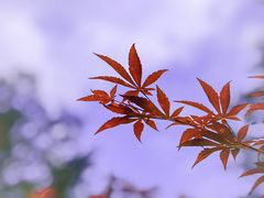 -广州市帽峰山景区