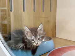 -青奢宠物·青奢猫舍