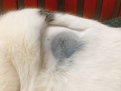 -凯特喵百思猫专科医院