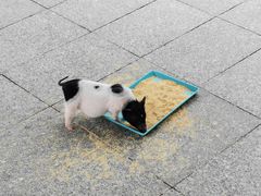 -西霞口神雕山野生动物世界