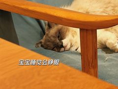 -滚猫咖啡·猫咖·猫友好撸猫(未来城店)