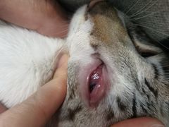 -芭比堂动物医院广州顽皮分院