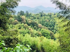 -江西阳明山国家森林公园